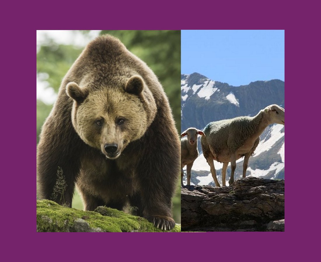 slider ours contre mouton