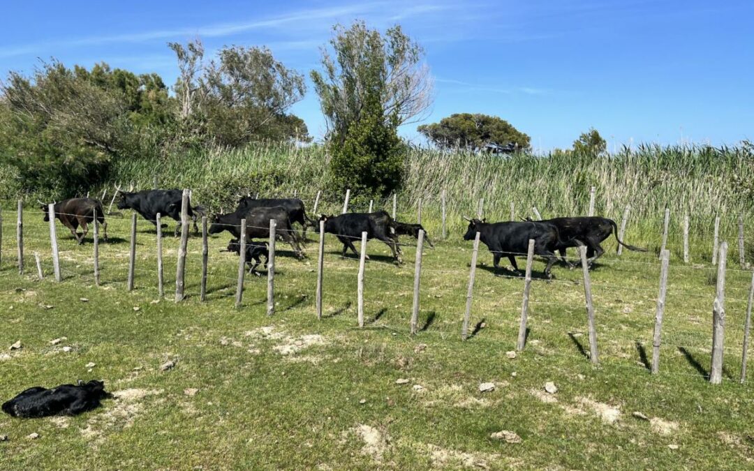 454766049_912728644185389_9000332502819092790_n