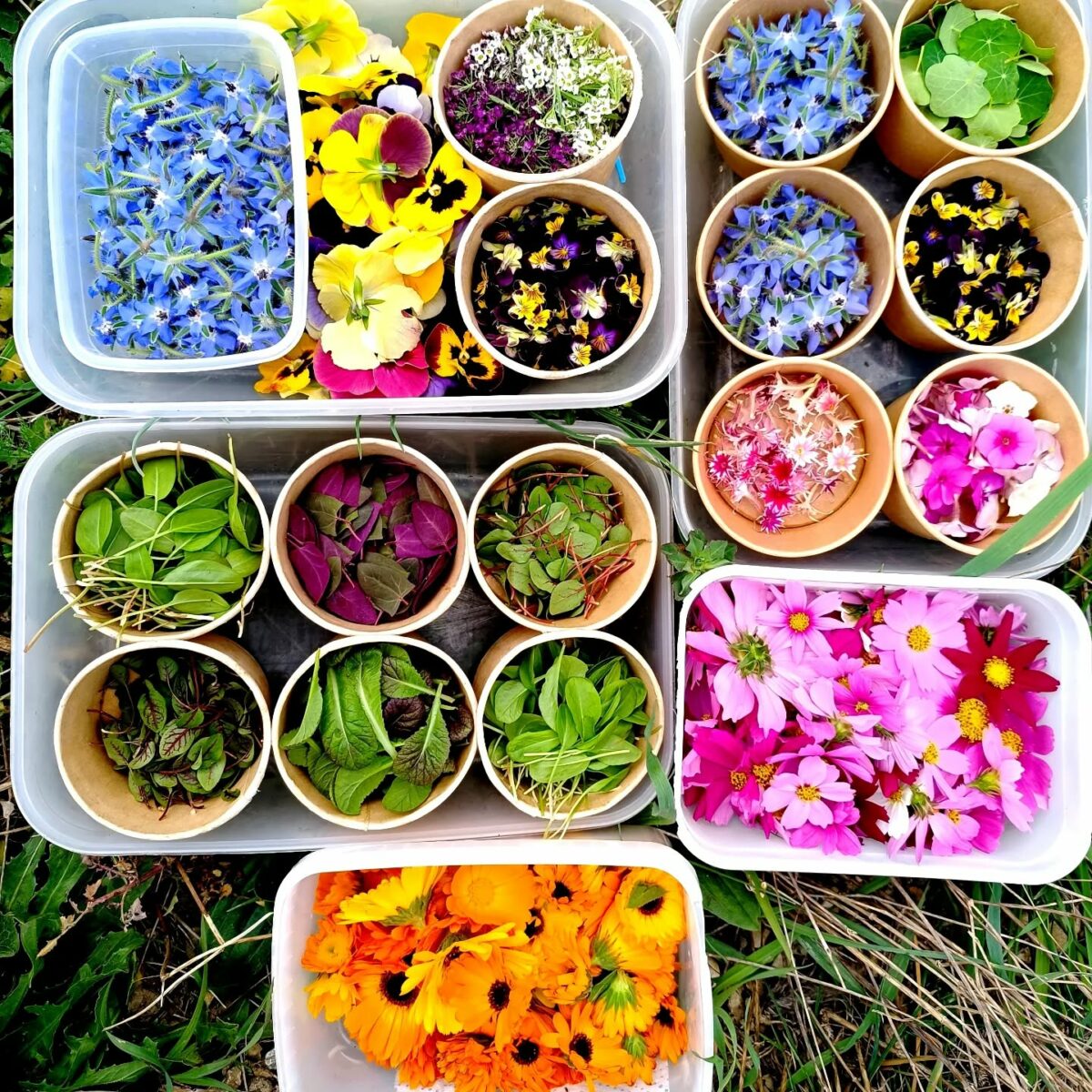 01-08-25 : Cécile MARTINEZ, à la tête de l’entreprise « Sens Soucis » à Sigean