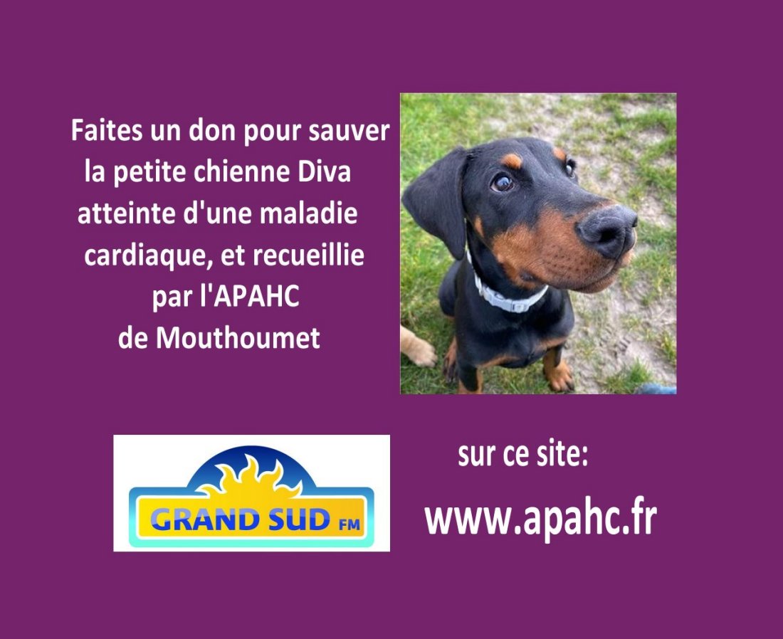slider chienne Diva 2
