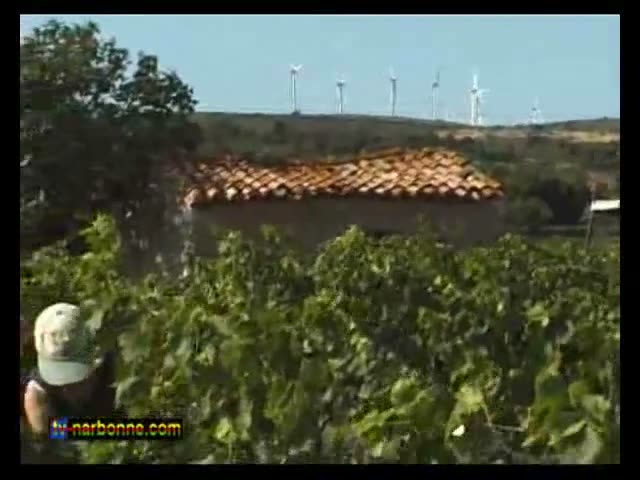 Vendanges en vert pour le Totovino à Névian. 2’37